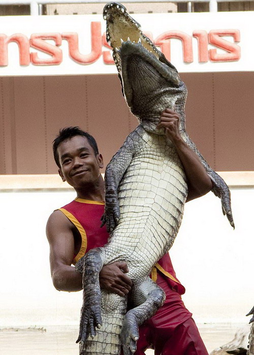 泰国驯兽员表演绝活:头放入鳄鱼嘴中(图)