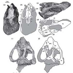 通过研究，12 月，弗里比施和他的团队确认，那些在南极发现的化石是一种生活在二叠纪晚期的食草哺乳动物