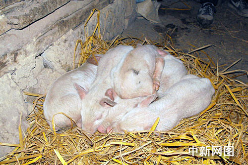 重庆一母猪24天两次分娩24只小猪(组图)