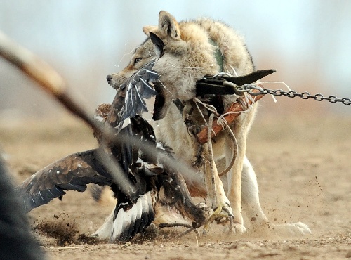 图文:吉尔吉斯斯坦狩猎节 一只狼在反击