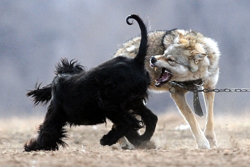 图文:吉尔吉斯斯坦狩猎节 一只猎狗与一只狼