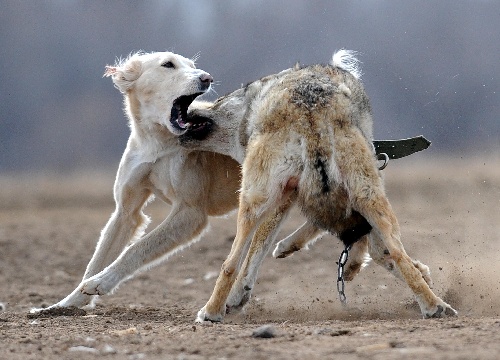 图文:吉尔吉斯斯坦狩猎节 猎狗与一只狼搏斗
