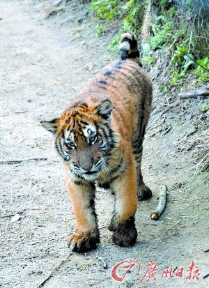 25年無人見過野生華南虎 近親繁殖成活率低(圖)