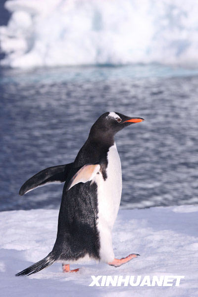 崔静带你看南极憨态可掬的南极企鹅组图