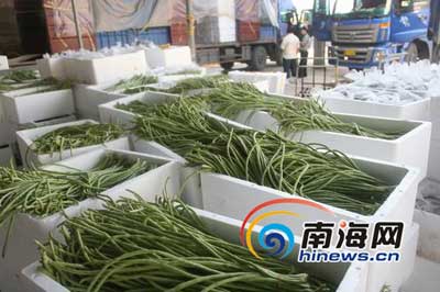 少量收购商仍在少量收购豇豆外。（南海网记者汪德芬摄）