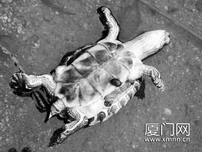 乌龟假死状态图片图片