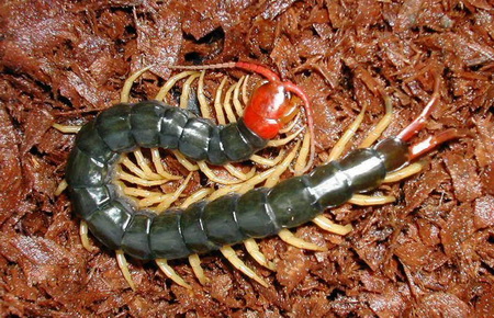 红头蜈蚣毒性图片