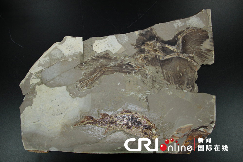 羽王龙化石图片