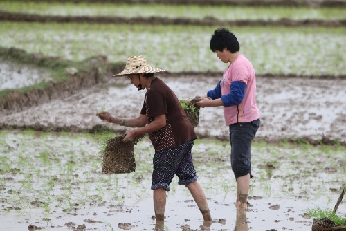 广西桂平农民率先进行早稻插秧