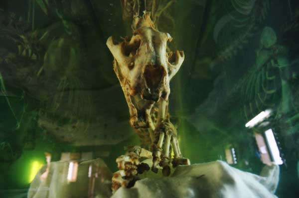 赫然摆放在哈尔滨东北虎林园陈列馆内的虎骨酒玻璃缸，包含四只成年虎骨骼，虎骨酒被明码标价，780元一斤，现装现售。
