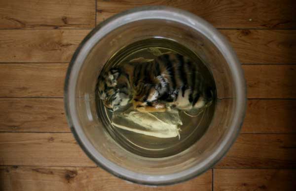 2009年4月出生即夭折的小老虎，成为了哈尔滨东北虎林园实验室的标本