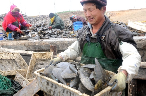 組圖:江蘇贛榆沿海綠貝喜獲豐收