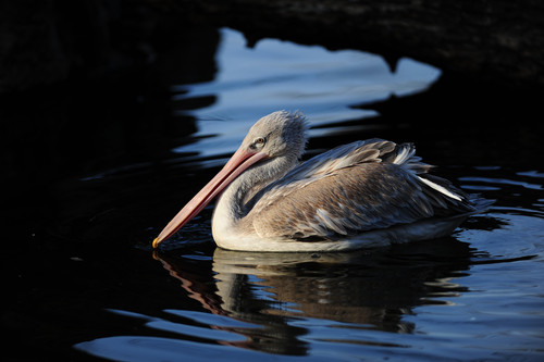 ῵300mm F2.8 