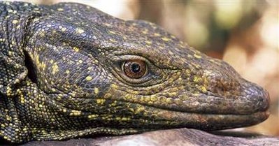 菲律宾发现身材硕大体重很轻的吃草巨蜥(图)