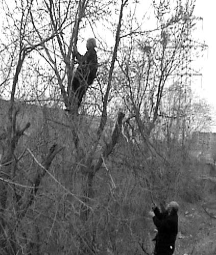 84岁老太站在高高的树杈上采榆钱。 （照片由热心读者提供）