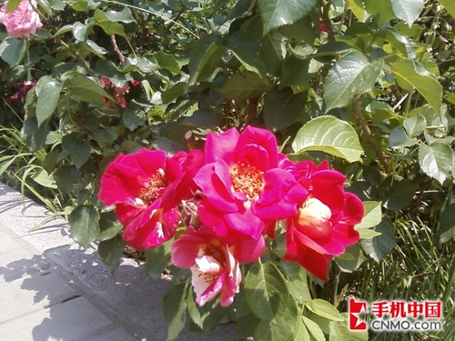 入门触控音乐手机 三星劲乐S3370评测 