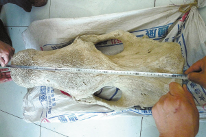 披毛犀骨化石图片