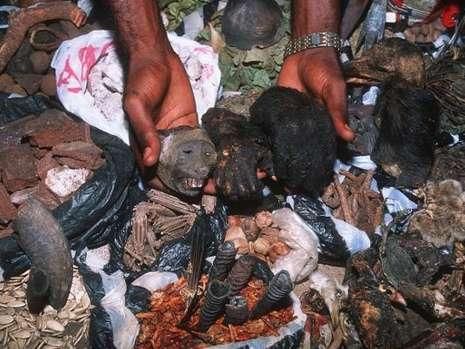 非洲人吃猩猩肉图片