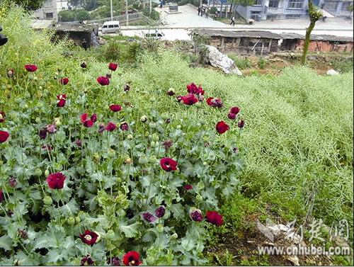 湖北南山区偷种罂粟调查:藏身油菜地悬崖下(图)