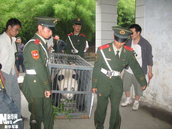 武警卧龙森林中队官兵护送大熊猫"回家(图)