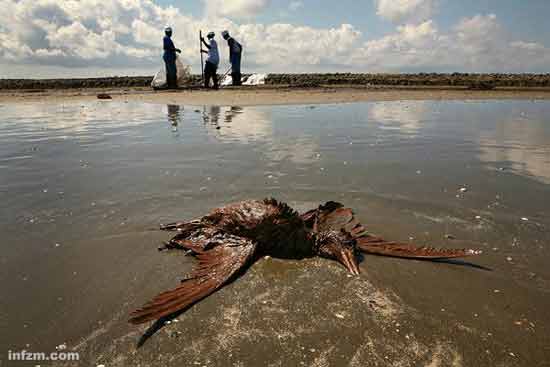 图为墨西哥湾边,被石油污染至死的海鸟