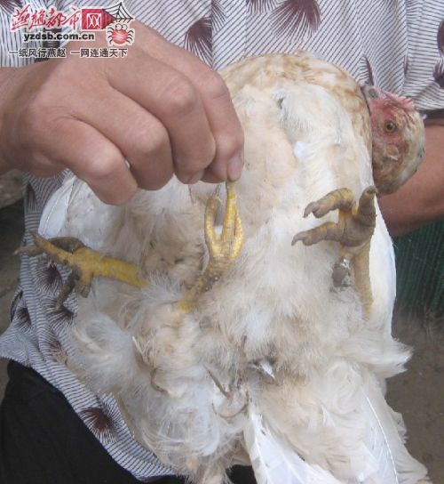 河北三条腿怪鸡 与大黑狗形影不离(组图)