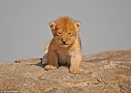 世界上最小的狮子图片
