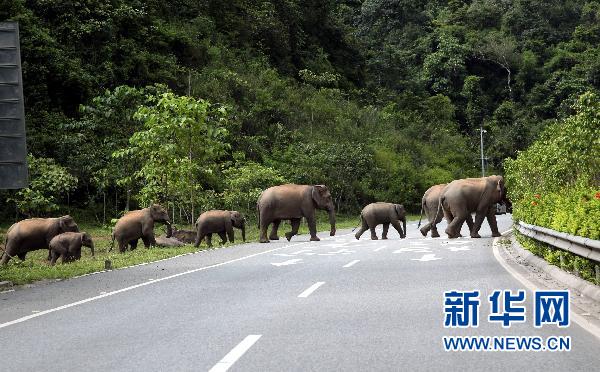 西双版纳野象徜徉高速公路(组图)