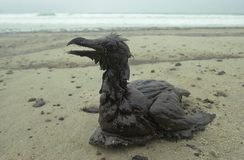 2002年,西班牙油轮威望号发生石油泄漏事故,一只海鸟浑身沾满油污