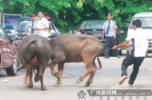 经过近一小时努力,疯公牛终于被引导出停车场.