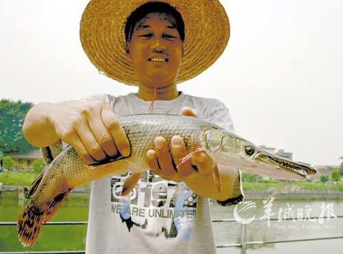 广州村民花地河涌钓到怪鱼 头如鳄鱼身似鳝(图)