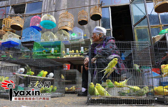 9月29日上午,华凌市场鸟市,几只鸟被关在笼子里等待出售