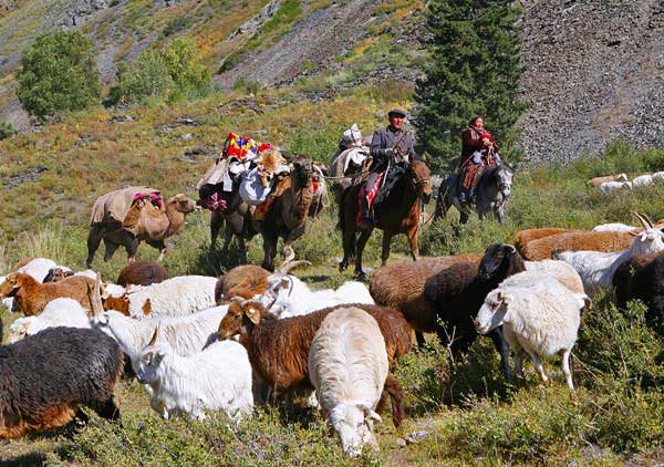 哈萨克斯坦畜牧业图片