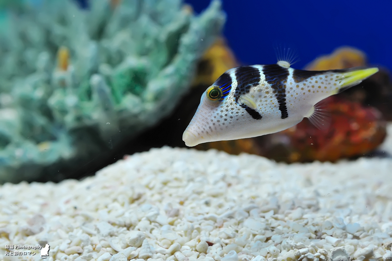 水生生物組圖~ 上海海洋水族館