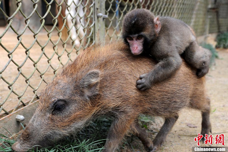 日本動物園小野豬給小猴子當坐騎(組圖)