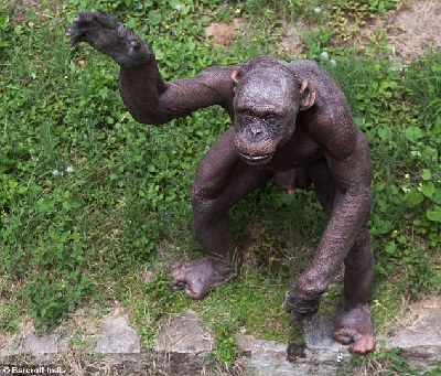 印度黑猩猩全身无毛酷似人 每天吸引数百粉丝观赏(组图)