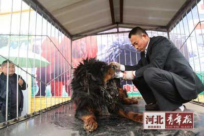 原主人在给藏獒喂水,显得依依不舍