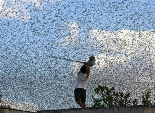 蝗虫移动非常快，巨大的蝗虫群一夜之间可以飞越几百公里的区域，给当地农民带来的损失最为严重。