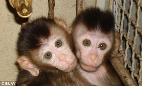 猴子生产小猴子全过程图片