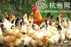 鸡群中公鸡警惕地看着四周 通讯员 吕斌 摄