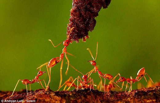 摄影师拍摄罕见红蚂蚁团结工作照片(图)