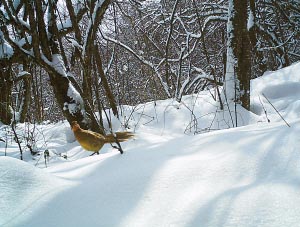 雪地野鸡图片