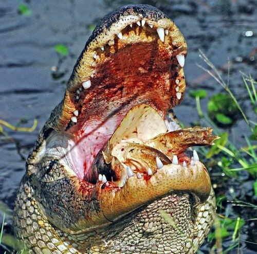 巨型巴西龟咬死鳄龟图片