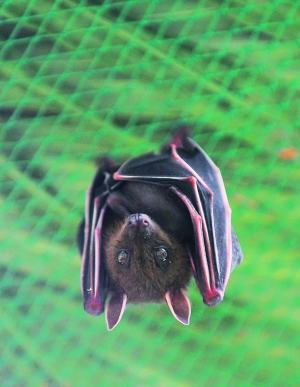奇特蝙蝠现身广州动物园靠眼睛飞行以水果为生