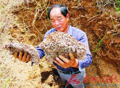 區半湯街道半湯聯圩沙灘河埂,一個直徑約80釐米的白蟻巢被挖了出來