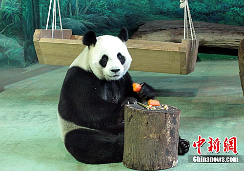 图为圆圆17日下午进食胡萝卜。中新社发 路梅 摄