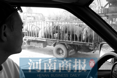 知情人表示,車上癱坐的豬懷疑是被注過水的