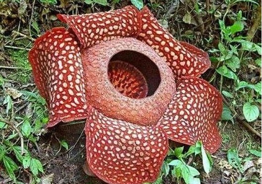 世界上最吓人的植物图片
