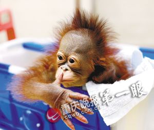 重庆动物园喜添新丁 印尼国宝猩猩顺利产子(图)