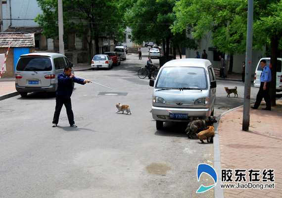 烟台民警麻醉针射倒流浪狗 三狗将被实施安乐死(组图)